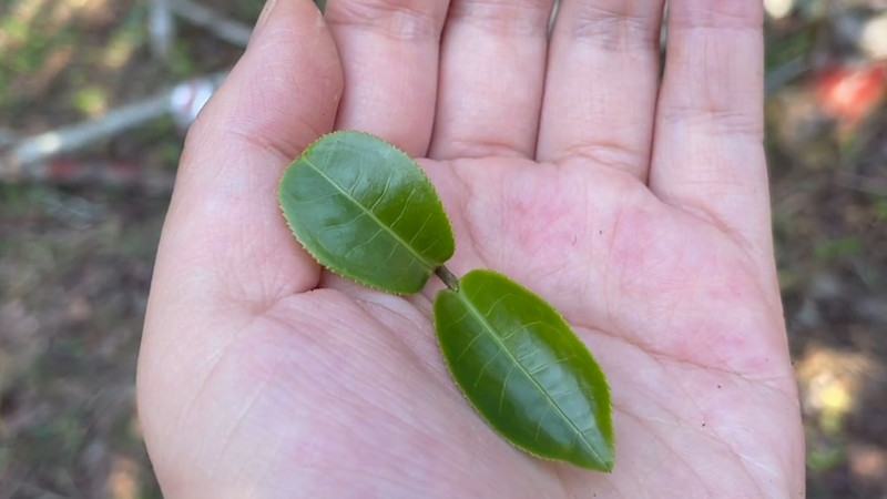 普洱茶的制作工艺流程（普洱茶制作方法步骤）