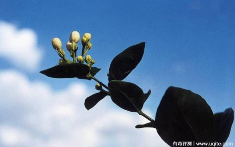 茉莉花茶属于什么茶是绿茶吗，是花茶(茶胚使用的绿茶)